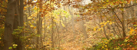 Trail in the woods covered in colorful leaves