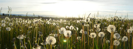 Fluffy dandelions