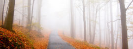 A Trail Into the Fog