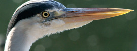 Heron