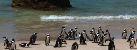 Penguins on a Beach