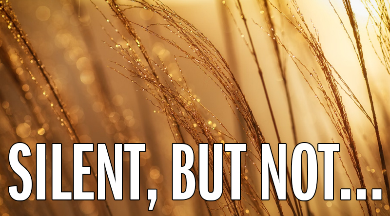 Stalks of thin amber wheat-like grass glistening with dew in the morning sun.