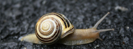 Snail