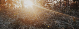 Sun shining through trees