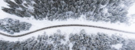 Road cutting through the trees